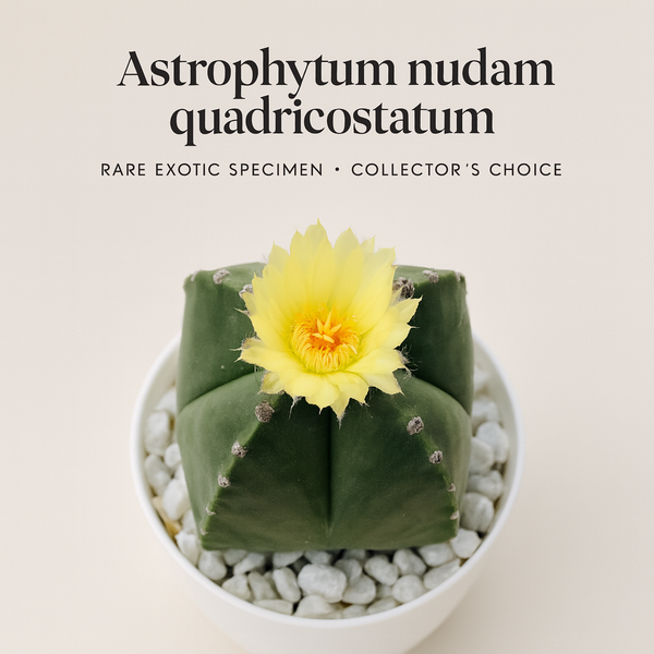 Astrophytum nudam quadricostatum