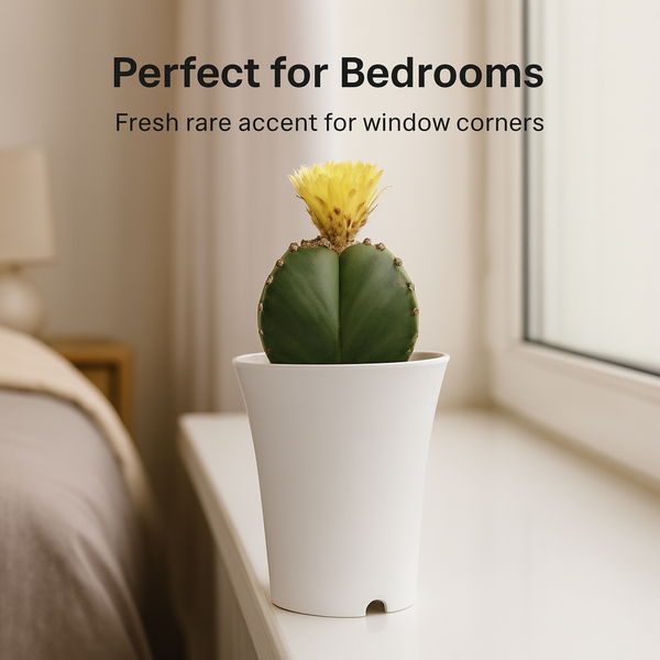 Astrophytum nudam quadricostatum