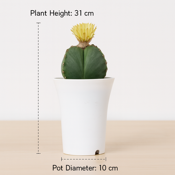 Astrophytum nudam quadricostatum