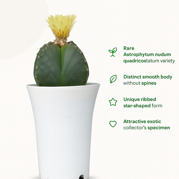 Astrophytum nudam quadricostatum