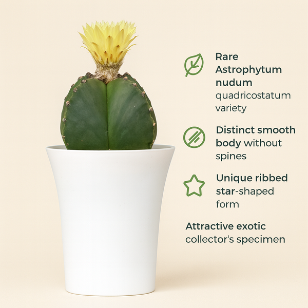 Astrophytum nudam quadricostatum
