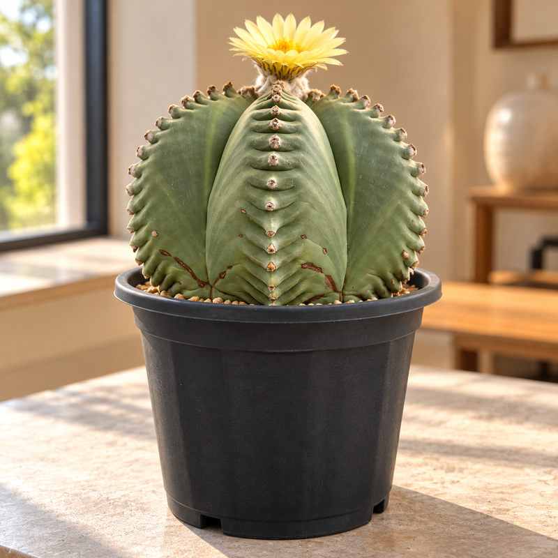 Astrophytum nudum ball CV ball