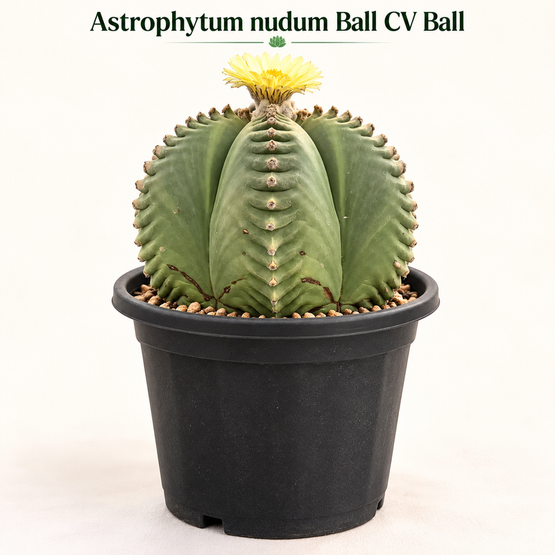 Astrophytum nudum ball CV ball