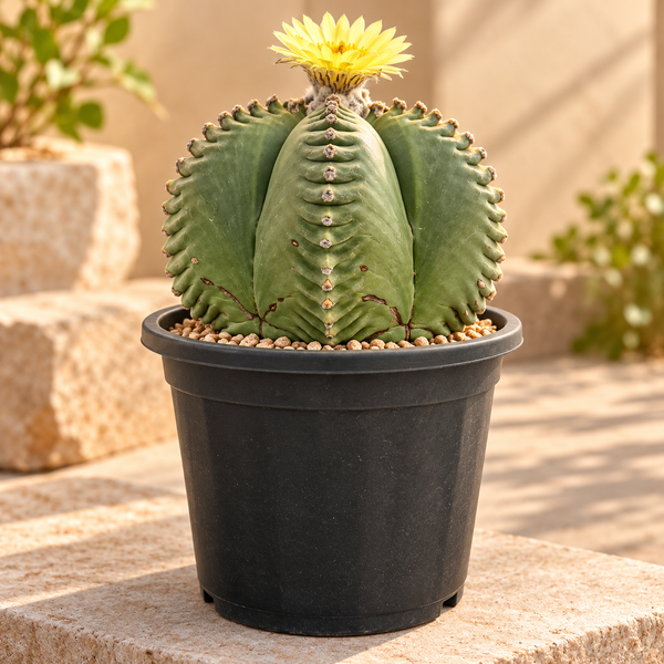 Astrophytum nudum ball CV ball