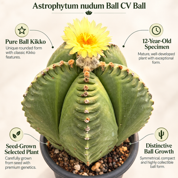 Astrophytum nudum ball CV ball