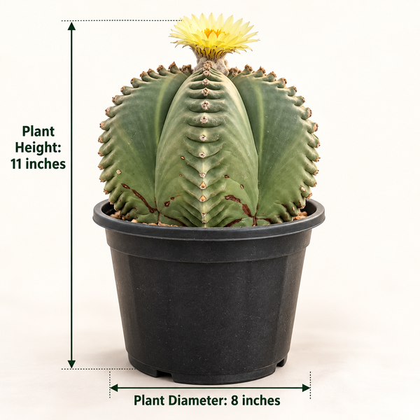 Astrophytum nudum ball CV ball