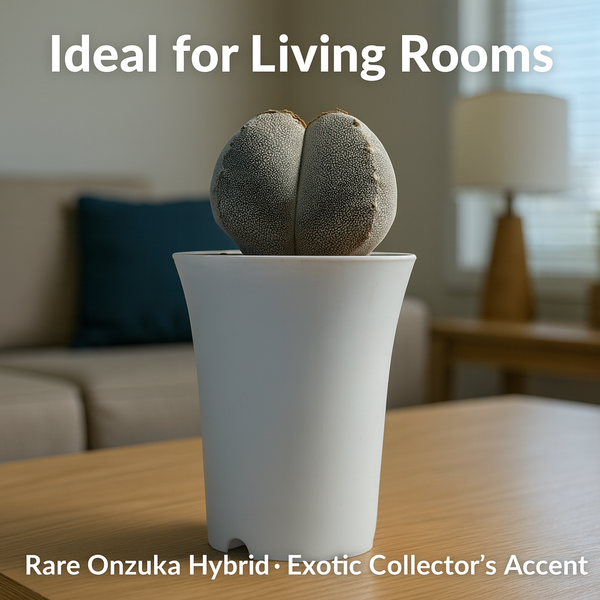 Astrophytum onzuka quadricostatum