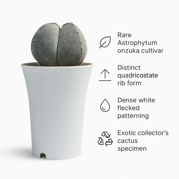 Astrophytum onzuka quadricostatum
