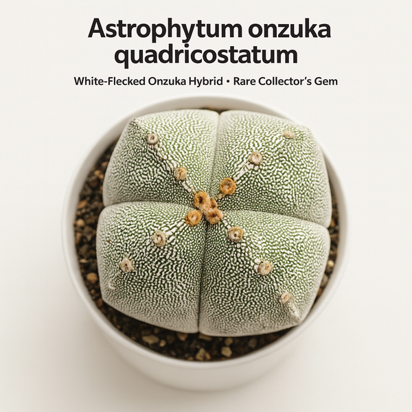 Astrophytum onzuka quadricostatum