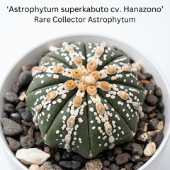 Astrophytum Superkabuto cv Hanazono