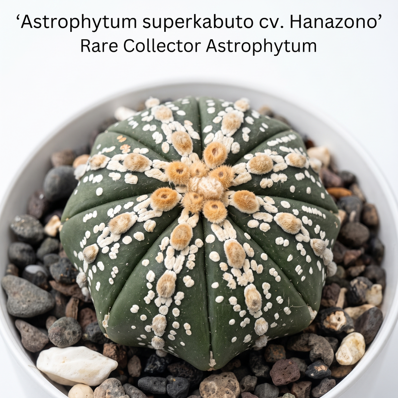 Astrophytum Superkabuto cv Hanazono