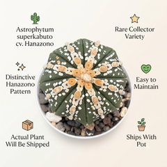 Astrophytum Superkabuto cv Hanazono