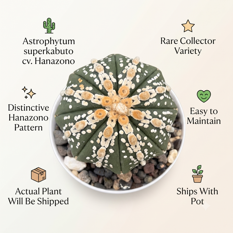 Astrophytum Superkabuto cv Hanazono