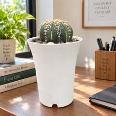 Astrophytum Superkabuto cv Hanazono