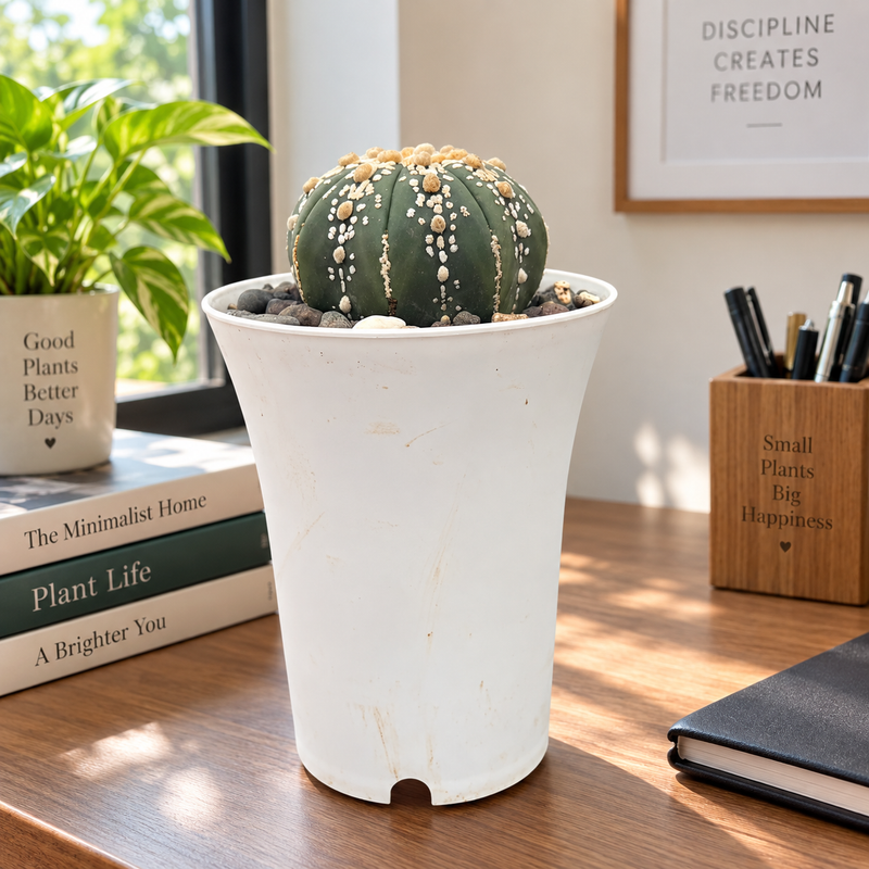 Astrophytum Superkabuto cv Hanazono