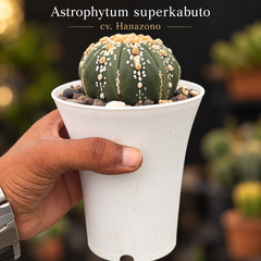 Astrophytum Superkabuto cv Hanazono