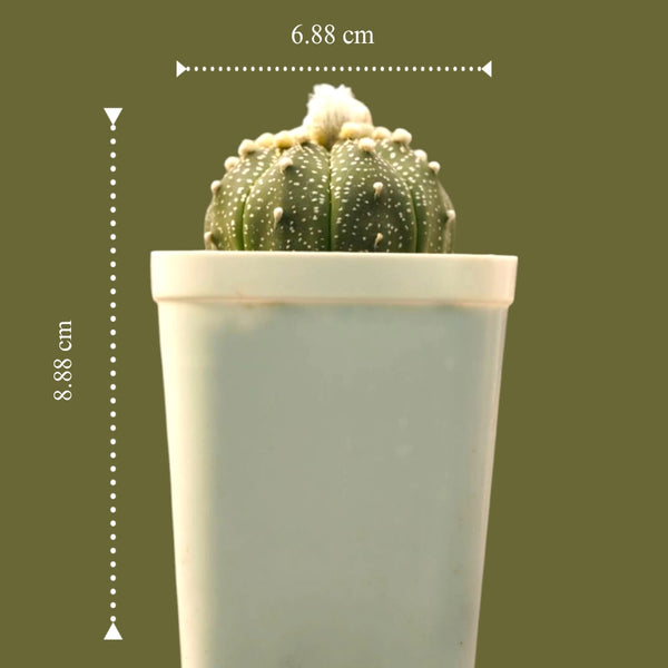 Astrophytum Asterias_cactus_plant- spineless cactus