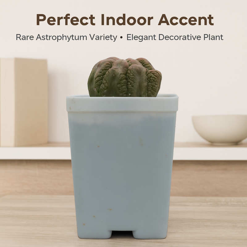 Astrophytum asterias Lizard Bimag