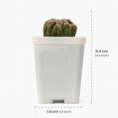 Astrophytum asterias Lizard Bimag