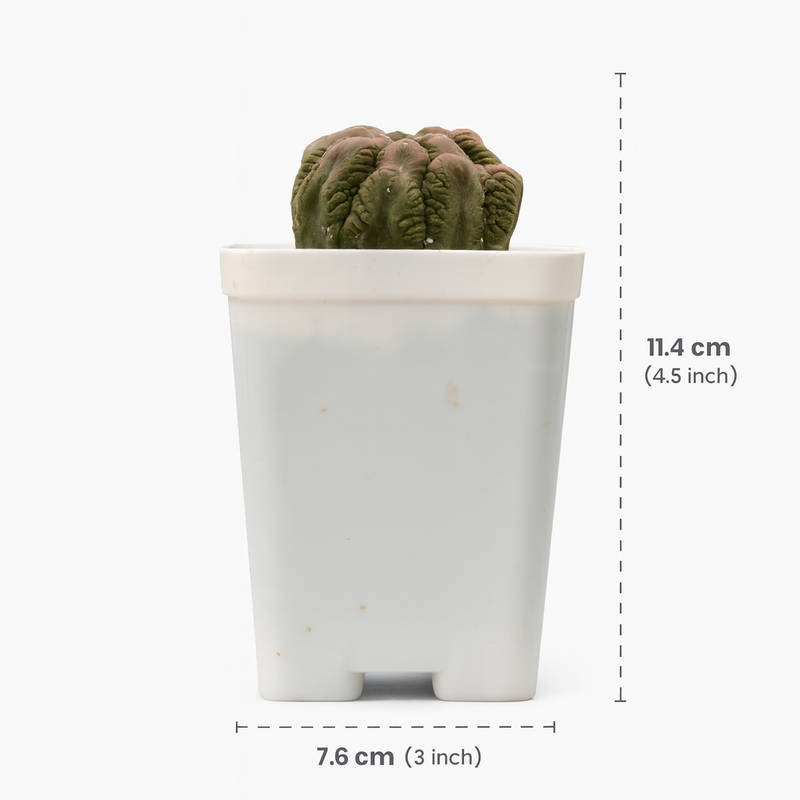 Astrophytum asterias Lizard Bimag