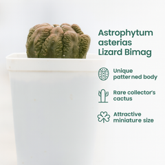Astrophytum asterias Lizard Bimag