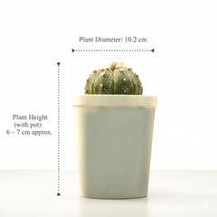 Astrophytum asterias