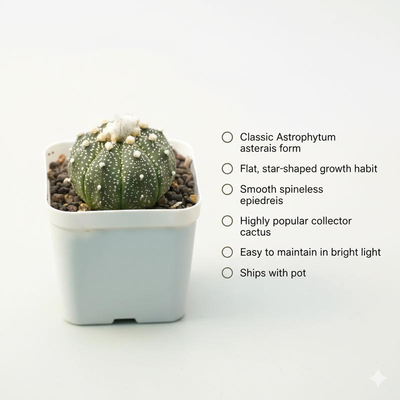 Astrophytum asterias