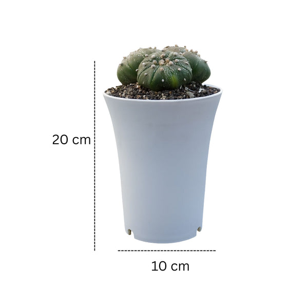Astrophytum Asterias clum