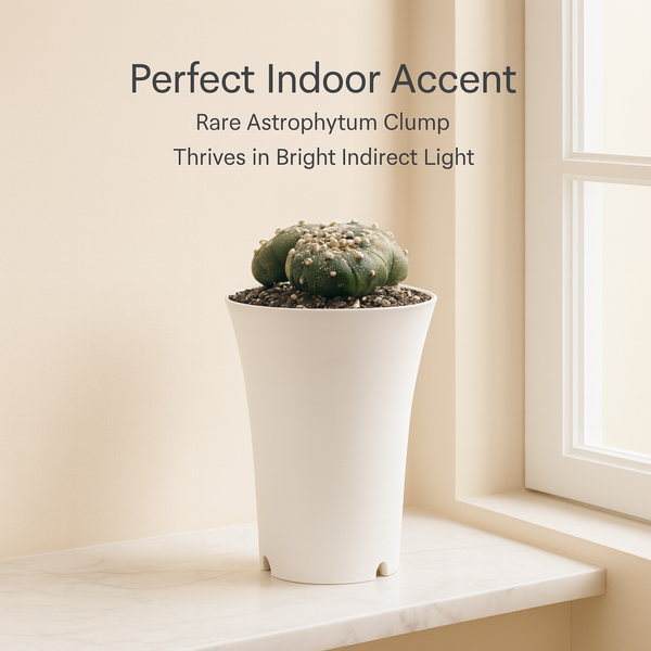 Astrophytum Asterias clum