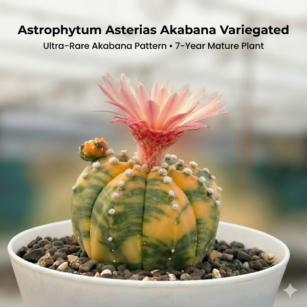 Astrophytum asterias Akabana Variegated