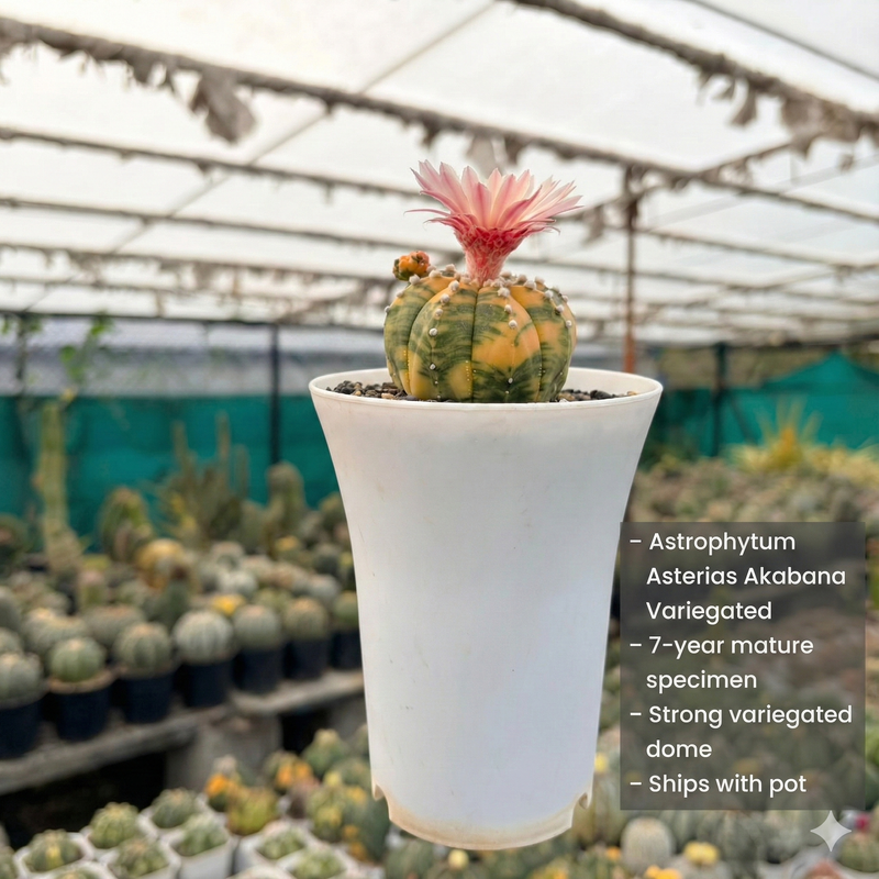 Astrophytum asterias Akabana Variegated