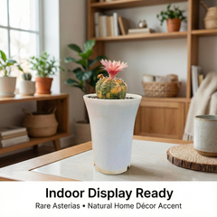 Astrophytum asterias Akabana Variegated