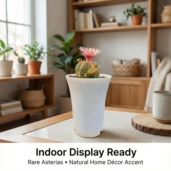 Astrophytum asterias Akabana Variegated