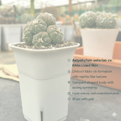Astrophytum asterias cv. Kikko Lizard Skin