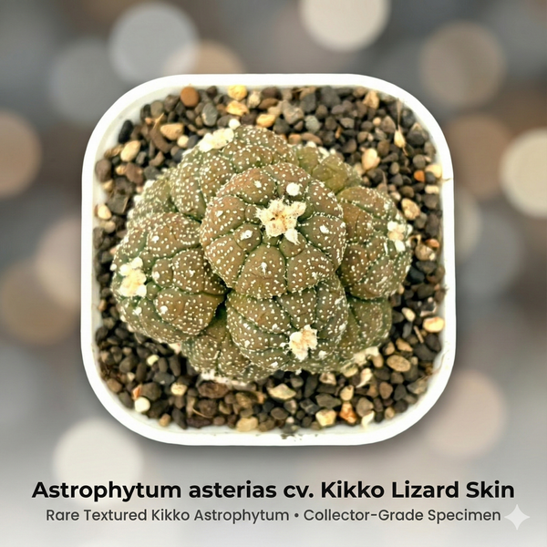7-Year-Old Rare Astrophytum asterias cv. Kikko Lizard Skin Cactus - Samarth Cactus Nursery India.