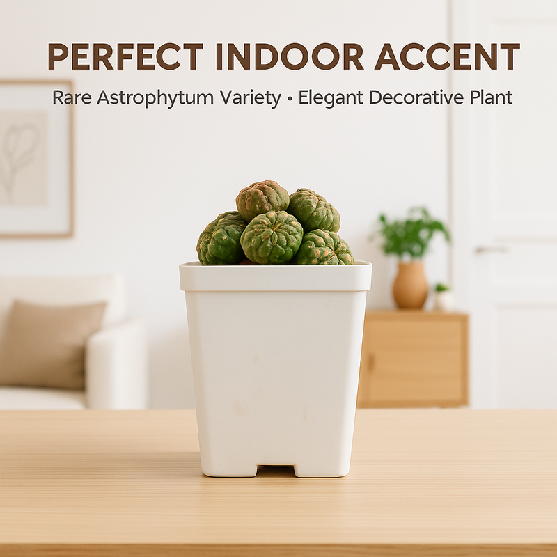 Astrophytum asterias cv. Lizard Skin Clump