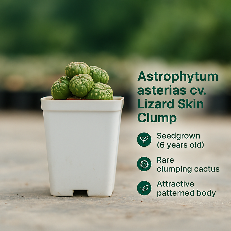 Astrophytum asterias cv. Lizard Skin Clump