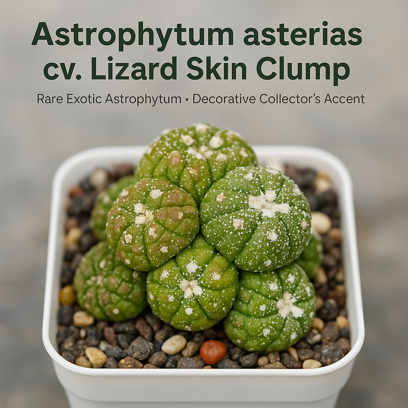 Astrophytum asterias cv. Lizard Skin Clump