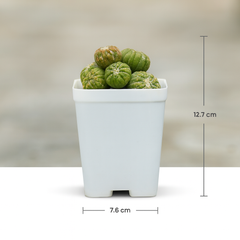 Astrophytum asterias cv. Lizard Skin Clump