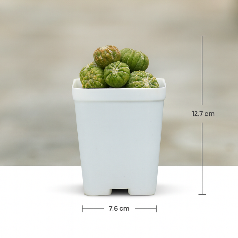 Astrophytum asterias cv. Lizard Skin Clump