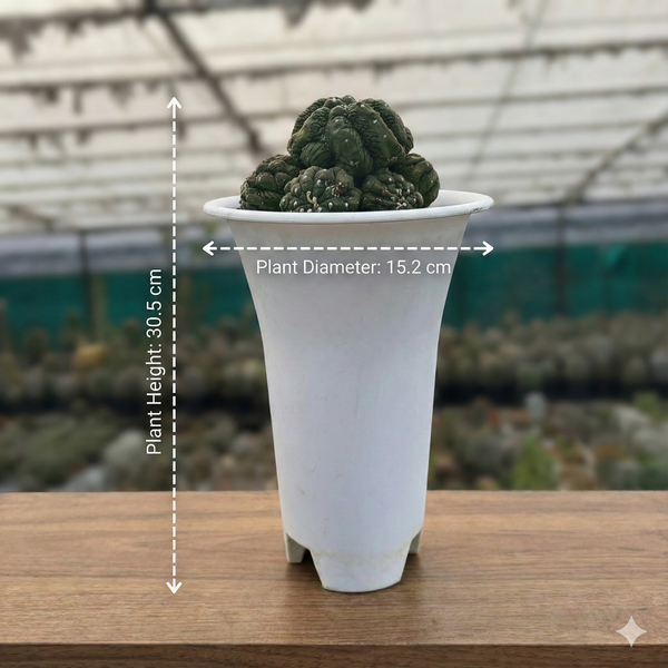 Astrophytum asterias cv. Lizard Skin