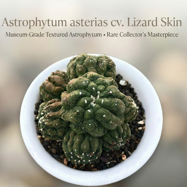 9-Year-Old Rare Astrophytum asterias cv. Lizard Skin Star Cactus - Samarth Cactus Nursery India.