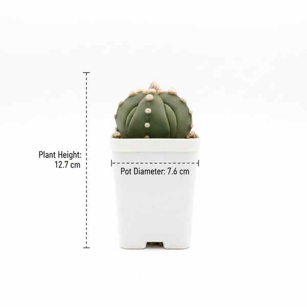 Astrophytum Asterias cv ooibo five ribs ruri