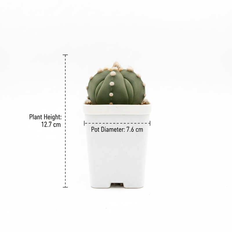 Astrophytum Asterias cv ooibo five ribs ruri