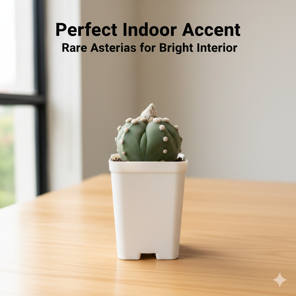 Astrophytum Asterias cv ooibo five ribs ruri