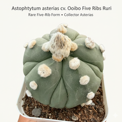 Astrophytum Asterias cv ooibo five ribs ruri