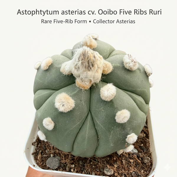 Astrophytum Asterias cv ooibo five ribs ruri