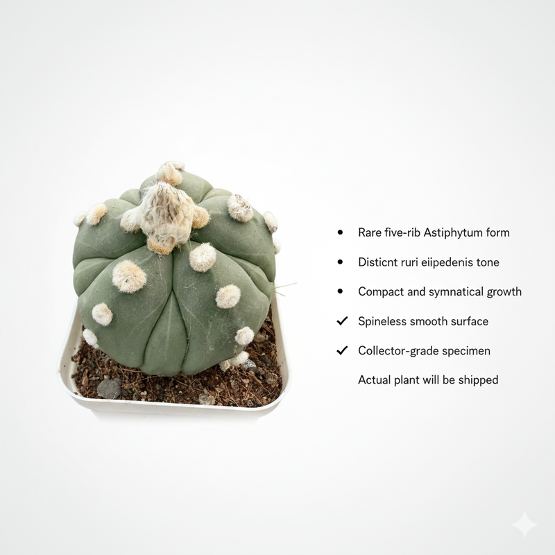 Astrophytum Asterias cv ooibo five ribs ruri
