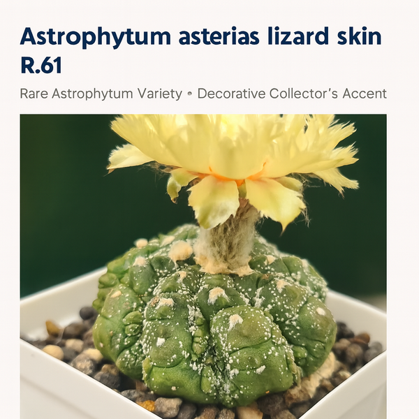 Astrophytum asterias lizard skin R.61