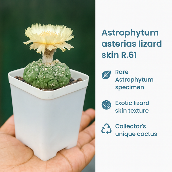 Astrophytum asterias lizard skin R.61